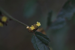 Waltheria indica